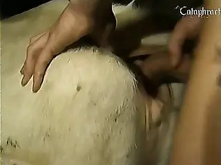 Animal Porn
