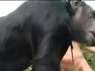 Zoo Sex Tube