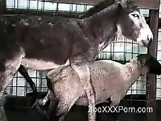 ZooXXXPorn