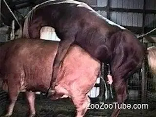 ZooZooTube
