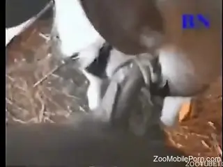 Man fucks baby veal and enjoys the ultimate zoophilia thrill