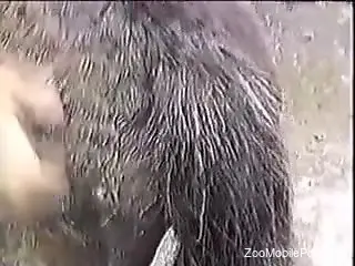 Man tries the donkey for a few rounds of hard zoophilia sex