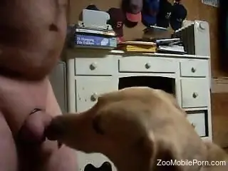Dog pleases master by licking his dick and sucking it