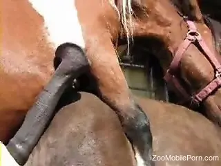 Horse's huge dick makes horny zoo lover really horny