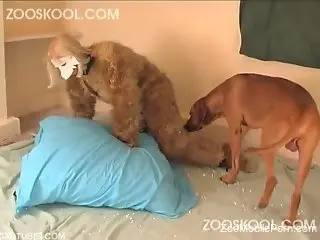 Fantasy home fetish for the man and his trustful dog