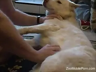 Man aims to play with the dog's dick in extra kinky scenes