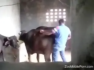 Horny guy ass fucks the bull during a kinky zoo tryout