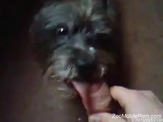Horny man leaves his mutt to come and lick his dick