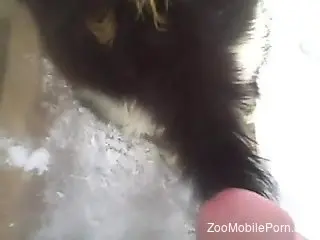 Hard sex with a furry animal for a needy gay man in heats