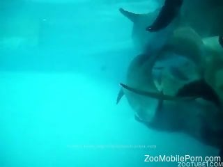 Scuba diver gets aroused when seeing a pair of dolphins fucking