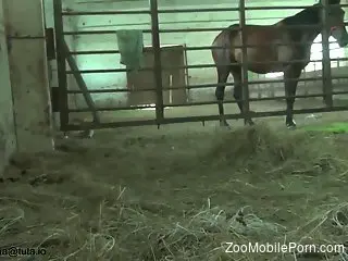 Horny female craves for this stallion's huge dick in her mouth