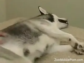 Milf finger fucks pussy then enjoys the dog cock