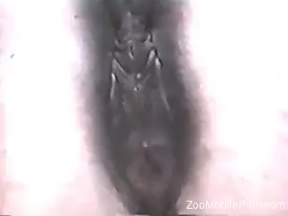 Perfect scenes of zoophilia sex between a man and a horse