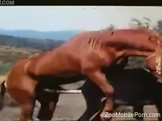 Man gets aroused watching two horses fuck in the outdoor