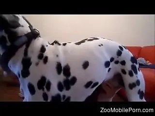 Amateur babe shares lust and sex with her Dalmatian
