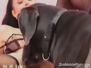 Amateurs in scenes of nude zoophilia porn with the dog
