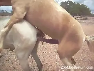 Stallion bangs female horse and horny zoo lover records