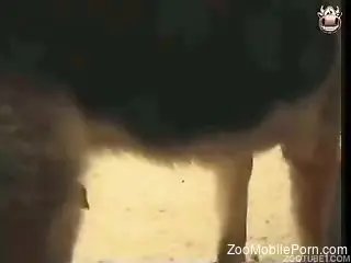 Mature bends her fine ass to try hard sex with the dog