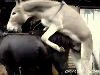 Donkey fucks horse and the horny zoo lover records it all