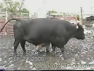 Horny bull's huge dick makes the horny dude to feel aroused