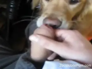 Jerk off leads horny man to smashing zoophilia scenes
