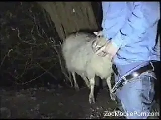 Sheep licks man's erect cock before being fucked in the ass