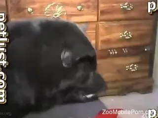 Man slides entire dog dick in his cramped ass for a wild anal