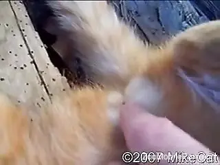 Horny man sure likes playing with the dog's furry pussy