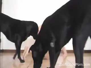Naked man humped by his dogs in a home XXX tryout