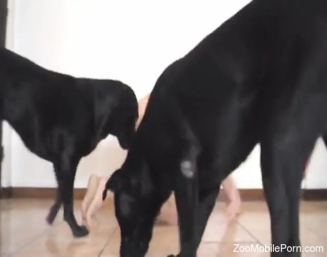 Dog Group - Naked man humped by his dogs in a home XXX tryout