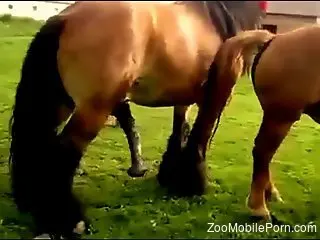 Horses fucking causes horny lad to feel excited and needy