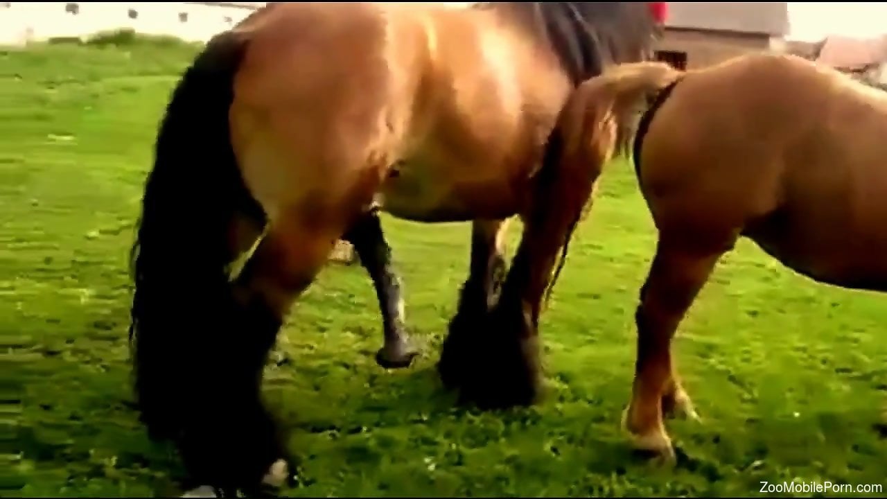 Horse Fucked Porn - Horses fucking causes horny lad to feel excited and needy