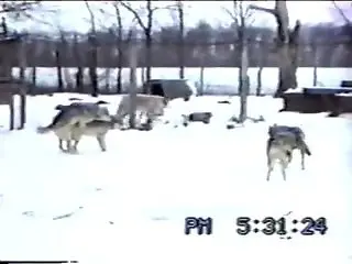 Wolf pack fucking causes horny zoo lover a lot of lust