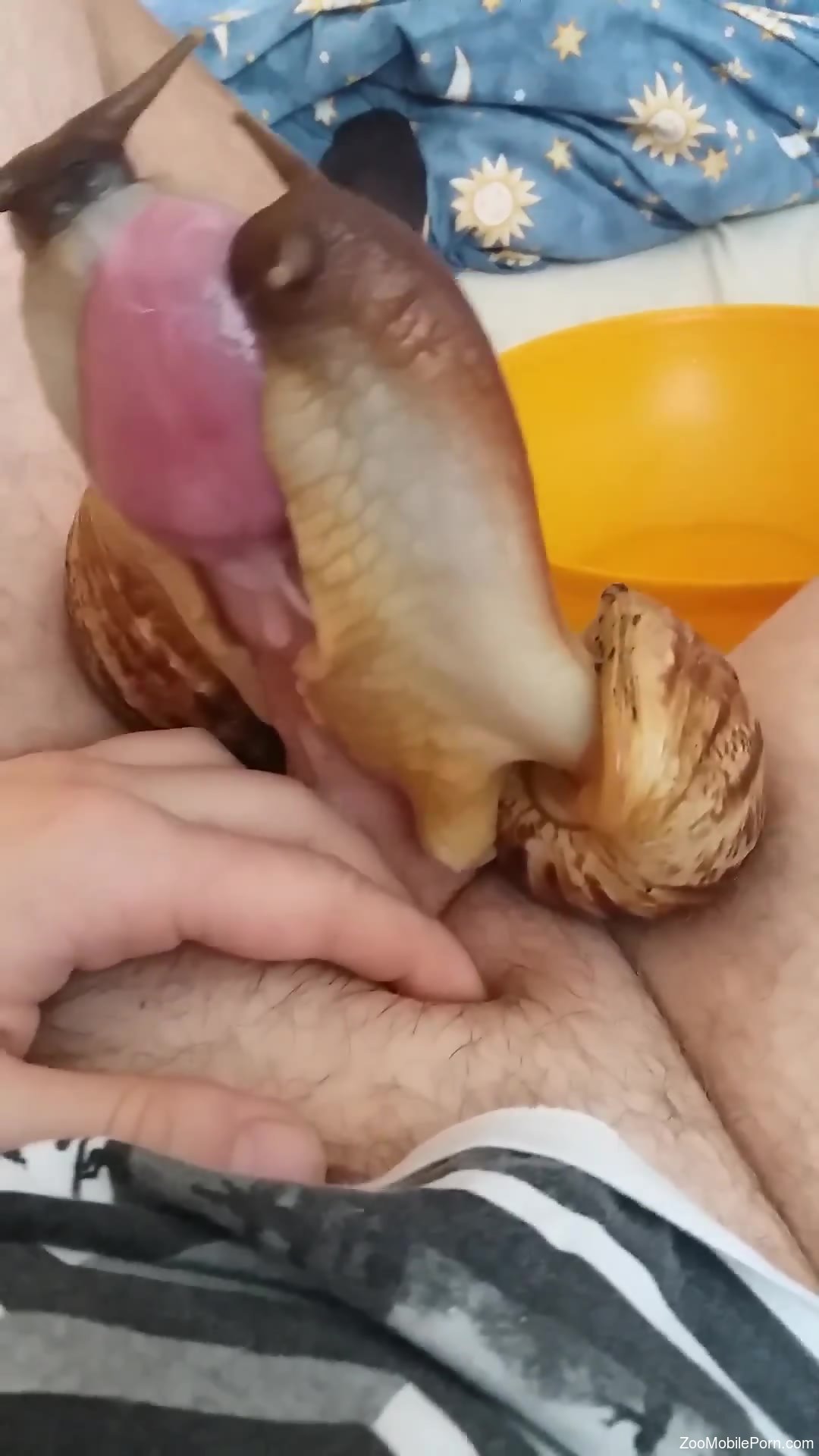 Snail Porn - Man applies snails on his dick during masturbation
