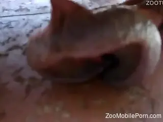Horny dude wants to get his hands on this turtle's cock