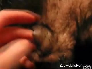 Man finger fucks dog's vagina in closeup webcam scenes