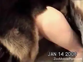 Pussy action for a dog in heats aiming to fuck the master