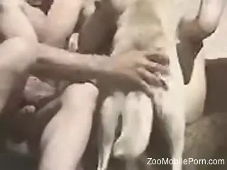 Classic scenes of rough zoophilia with the dog