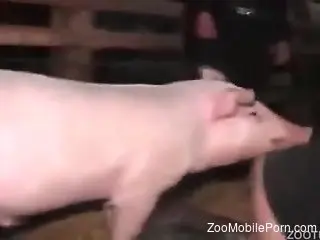 Milf fucked by the pig and made to reach the orgasm