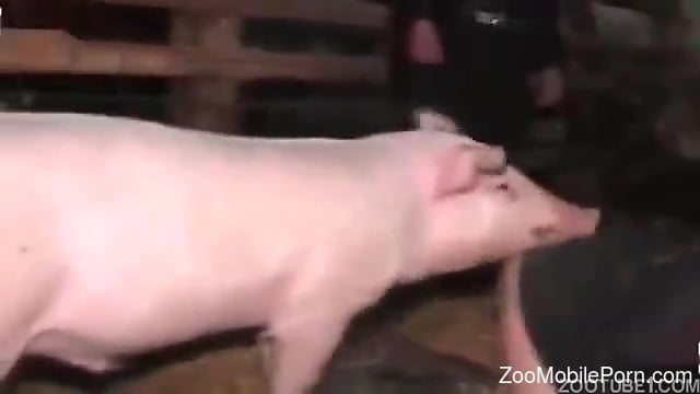 Full Xxx Alimal Pigs Porn Sex - Milf fucked by the pig and made to reach the orgasm
