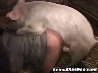 Swine romance in hardcore zoo scenes for a gay man