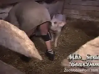 Pig fucks man in the ass and offers him a great orgasm