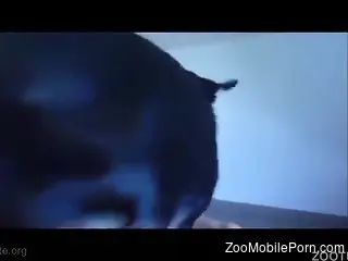 furry friend fucks the guy's ass in incredible anal scenes