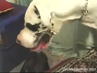 Nude woman filmed when deep sucking a dog cock with lust