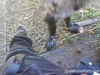Hot scenes of outdoor zoophilia for a horny man
