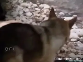 A gorgeous scene of vintage zoo porn with a busty brunette