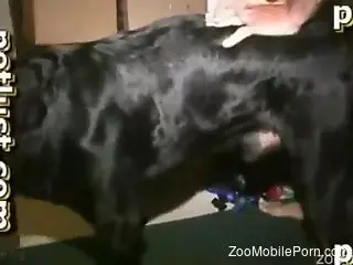 Horny man wants to ass fuck his Rotweiller and enjoy zoo orgasm