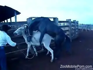 Stallion fucks donkey while horny man stands and watches