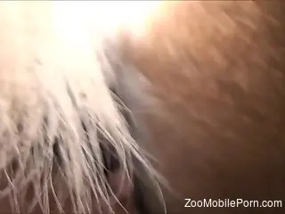 Excellent closeup with a man deep fucking a tight horse vagina
