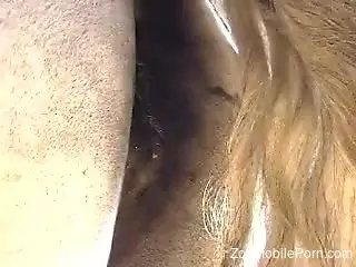 Steamy scenes of closeup horse porn with a horny man